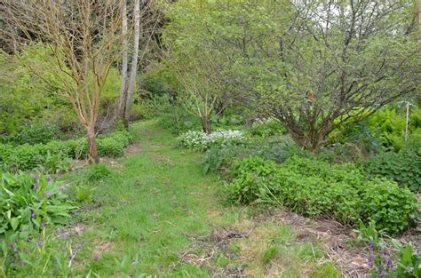 Creating a Food Forest: Step-by-Step Guide - Permaculture Apprentice