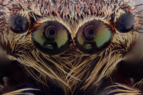 jumping spider eyes at 16x, have a great day all. : r/spiderbro