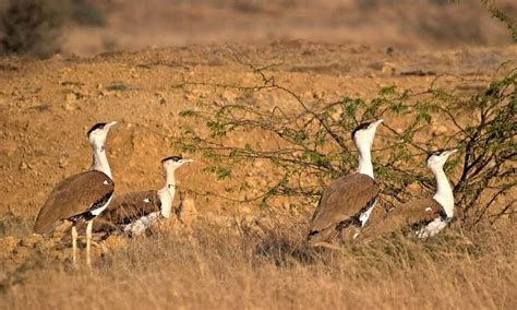 Beautiful Wildlife Of Rajasthan - Rajasthan Tour Planner