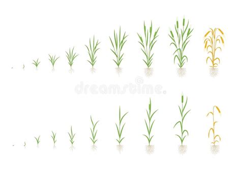 Barley Plant Growth Stages Development. Hordeum Vulgare. Harvest Progression. Ripening Period ...