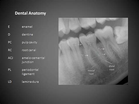 OASIS Media Submission Site | Dental, Dental facts, Dental anatomy