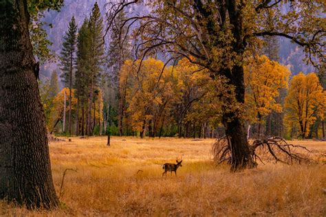 Fall Colors in Yosemite National Park - Travel Guide — Out Hiking