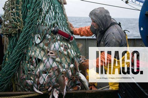 Fishing trawler hauls in net full of Atlantic Cod (Gadus morhua), Yellowtail Flounder (Limanda