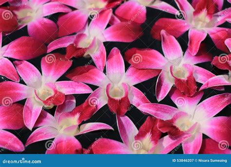 Dendrobium purple orchids stock image. Image of nature - 53846207