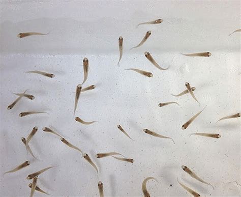 Gambusia Mosquito Fish (Eats Mosquito Larvae!) – Imperial Tropicals