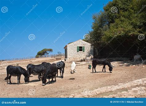 Safari Park. Brijuni. Croatia Royalty Free Stock Photos - Image: 29701178