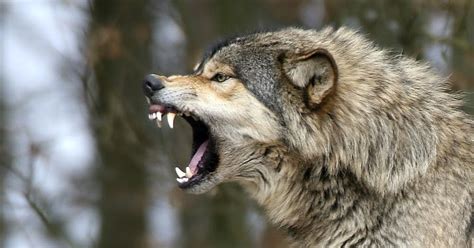 White Wolf : 10 pictures of growling wolves that will awaken your alpha ...