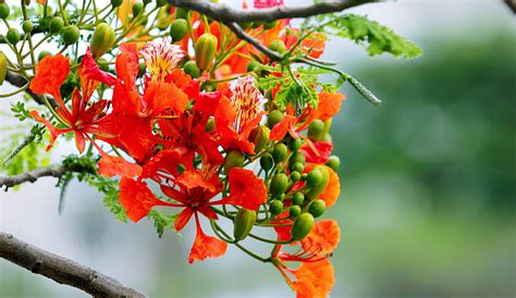 Download Orange Royal Poinciana Flowers Wallpaper | Wallpapers.com