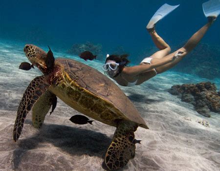 The Best Snorkeling Spots in Maui, HI