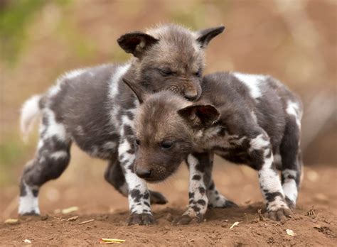 African Wild Dog or Painted Dog • Africa Travel Centre