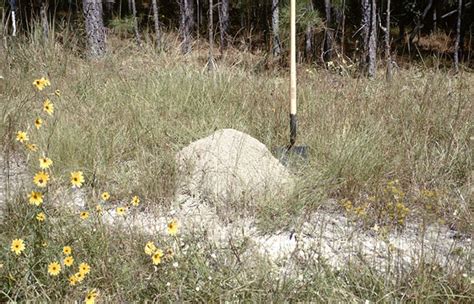 How To Recognize Fire Ant Mounds | Sting-Kill