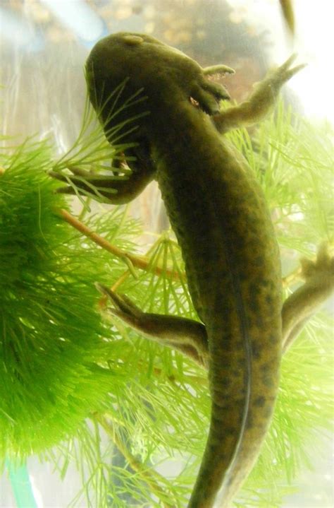 Ambystoma tigrinum melanostictum | Caudata.org: Newts and Salamanders Portal