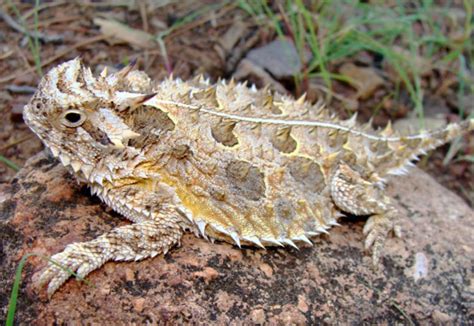 Horned Lizards Released Back Into The Wild In Texas - Reptiles Magazine