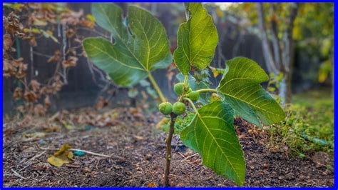 Fig Tree Propagation from Cuttings (Super Easy & Free Fig Trees) - YouTube