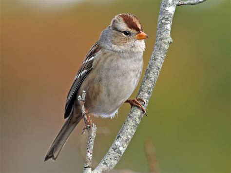 White-crowned Sparrow | Celebrate Urban Birds