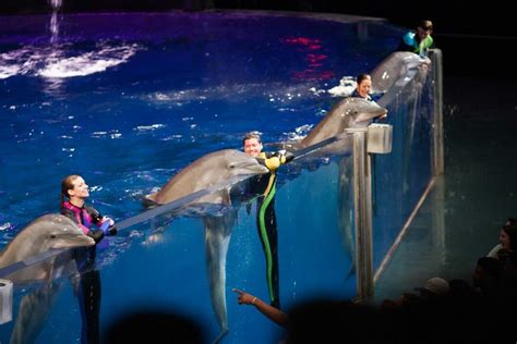 Dolphin Presentation - Georgia Aquarium