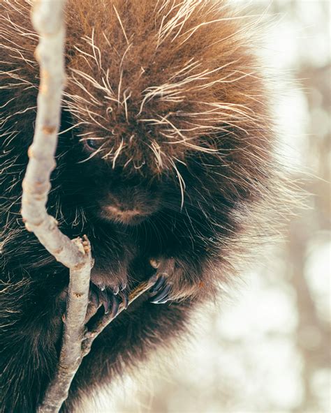 Porcupine Poop Photos, Download The BEST Free Porcupine Poop Stock Photos & HD Images