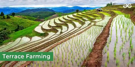 Terrace Farming - Definition, Types, Importance, Examples and FAQs