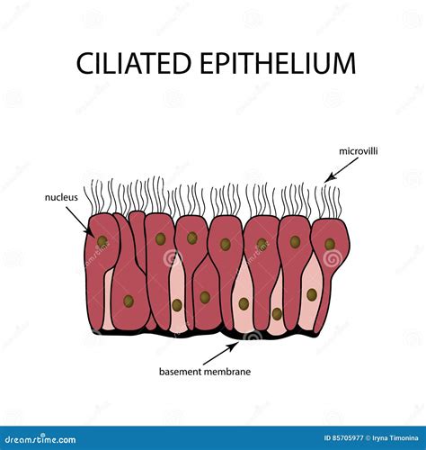 Epithelium Cartoons, Illustrations & Vector Stock Images - 1113 ...