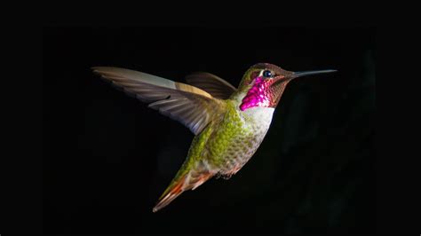 3840x2160 birds 4k wallpaper of desktop background | Hummingbird ...