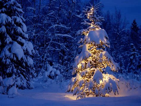 Email Forwards Fun!: Beautiful Winter Christmas Trees