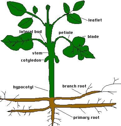 Starch In Plants