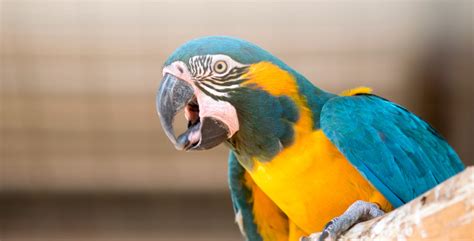 Blue Throated Macaw - EXOTIC PARROT SHOP