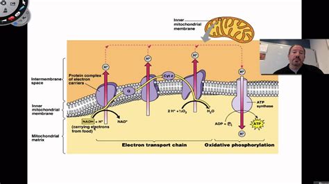 The Electron Transport - YouTube