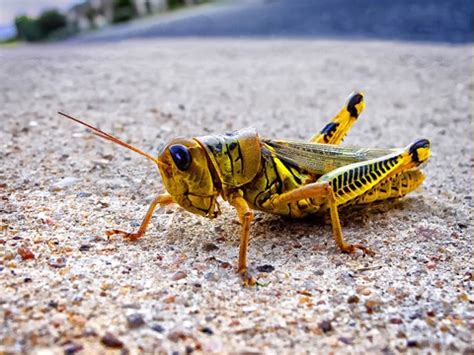 Yellow Grasshopper : Digital Photography Review