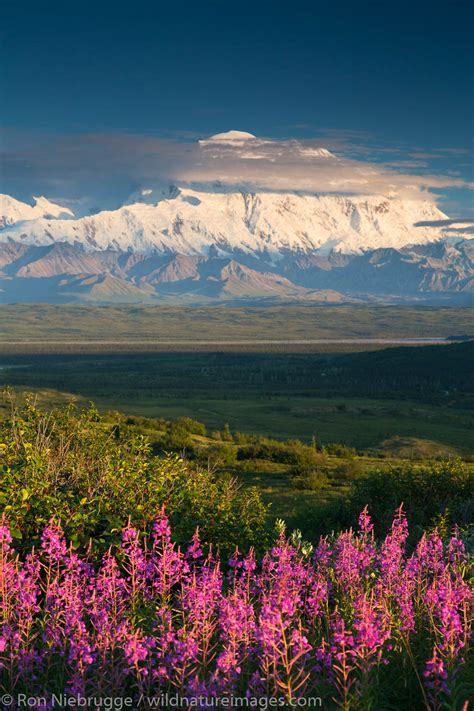 Mt Denali | Denali National Park, Alaska. | Photos by Ron Niebrugge