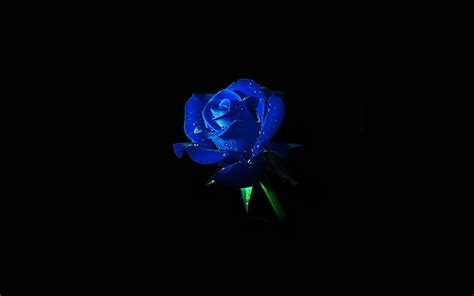 HD wallpaper: blue, rose, dark, flower, nature, studio shot, black ...