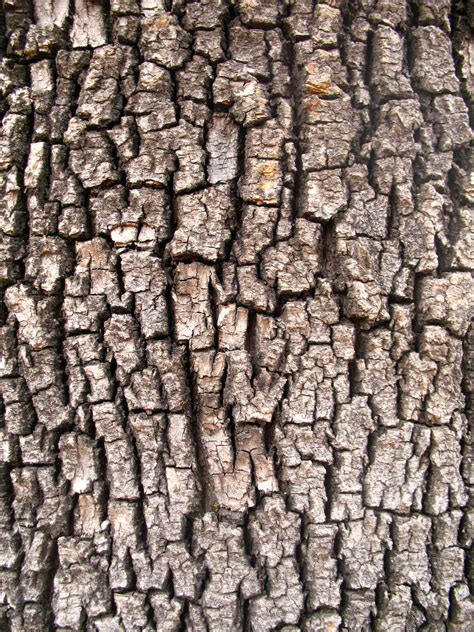 Tree Bark II by OddGoo-Stock on DeviantArt