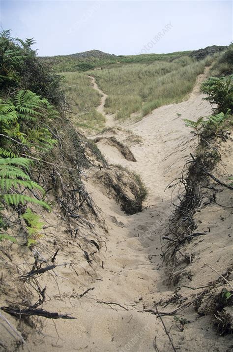 Sand dune erosion - Stock Image - E285/0117 - Science Photo Library