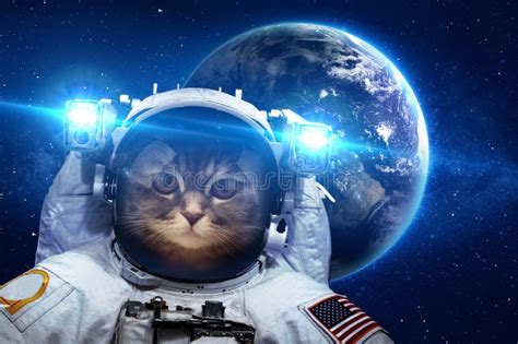 Beautiful Cat in Outer Space Stock Image - Image of earth, astrophotography: 59553047