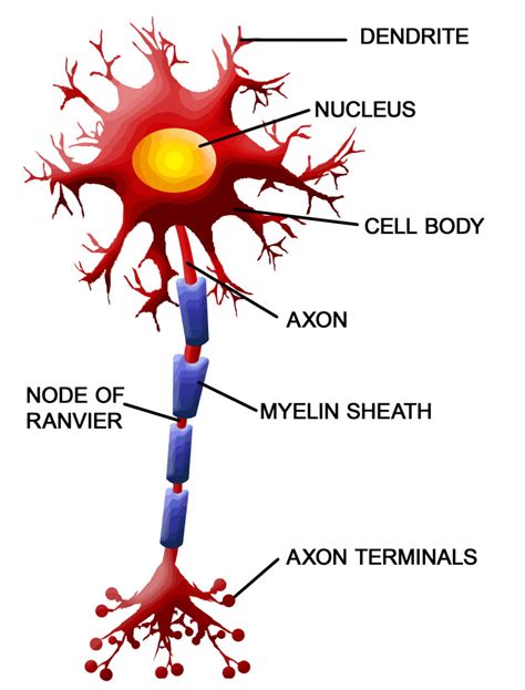 The Neuron - External Structure and Classification - Interactive ...