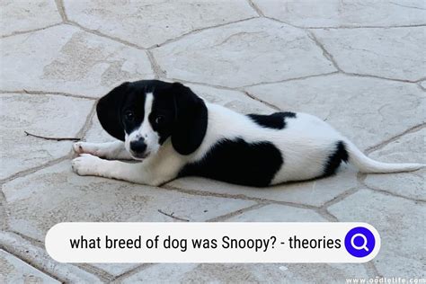 What Breed Of Dog Was Snoopy? (Theories And Photos) - Oodle Life