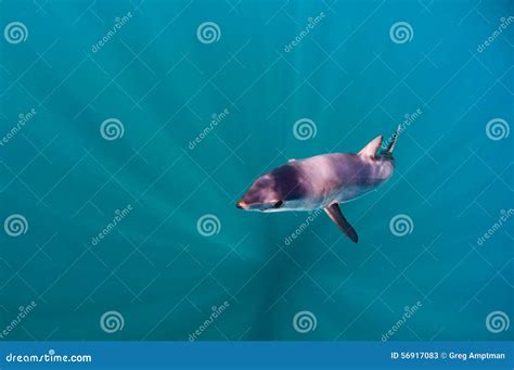 Mako Shark 库存图片. 图片 包括有 海洋, 生态, 潜水, 生活, 晒裂, 游泳, 鲨鱼, 深深 - 56917083