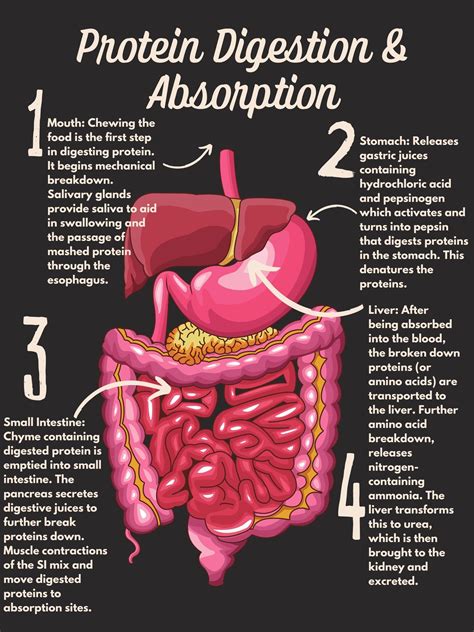 7.3 Protein Digestion and Absorption – Nutrition and Physical Fitness