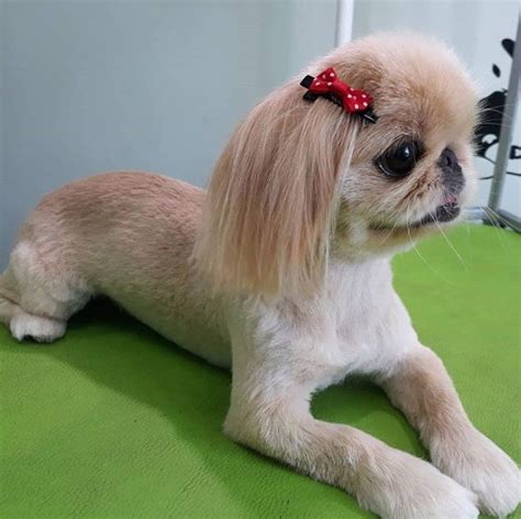 18 Best Pekingese Haircuts for Dog Lovers | Perros pequines, Cortes de ...