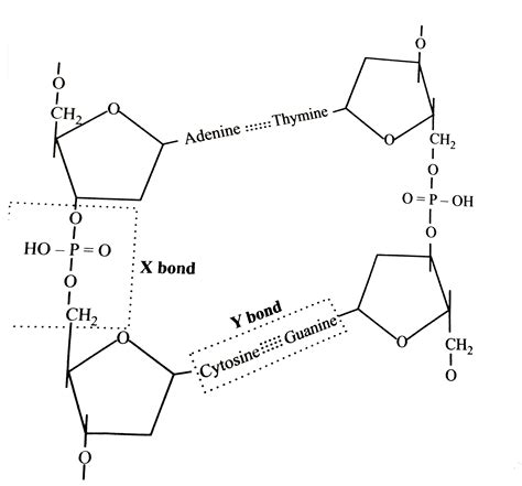 {:(X,Y),("Glycosidic bond", "Phosphodiester bond"):}