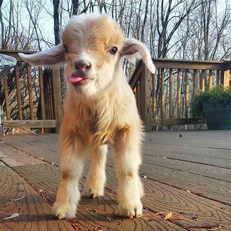 4 days old baby goat :-p : r/aww