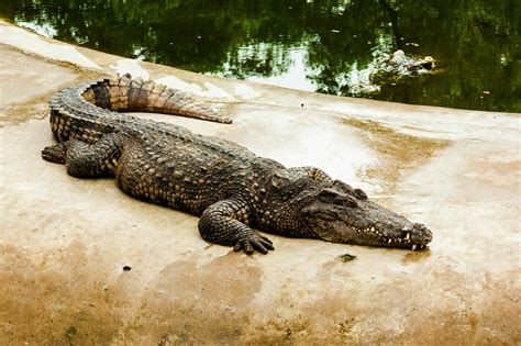 Black Crocodile on Brown Mud · Free Stock Photo