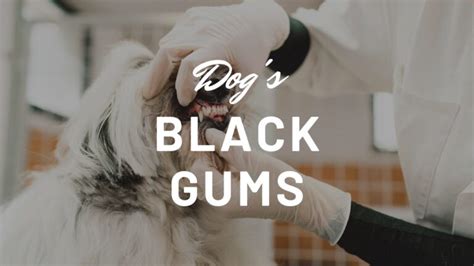 Why Does My Dog Have Black Gums? - Causes, Symptoms, and Solutions