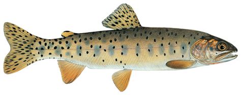 Bonneville Cutthroat Trout – Western Native Trout Initiative