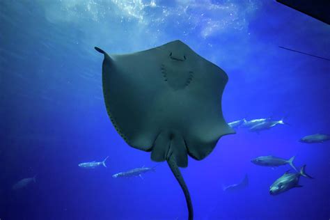 Giant smiling Manta Ray in Giant Aquarium in Kenting, Taiwan Photograph ...