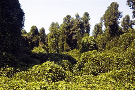 Kudzu