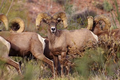 Desert Bighorn Sheep Photograph by Allan Erickson - Fine Art America