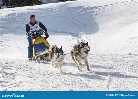 Musher and Team of Sled Dog Editorial Stock Photo - Image of white ...