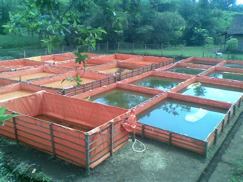 Farmers who own such type of ponds use them for breeding purposes. Description… | Fish farming ...