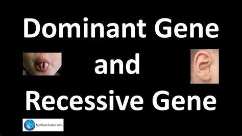 Recessive And Dominant Gene Chart